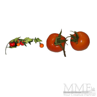 Tomatoes