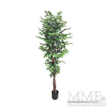 Ficus Tree (Large)