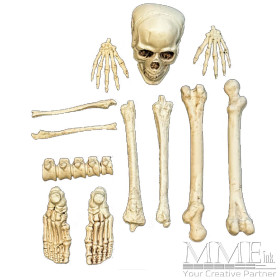 Skeleton Pieces