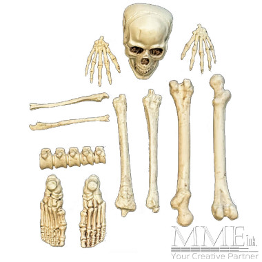 Skeleton Pieces